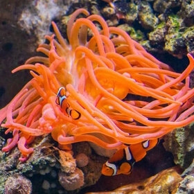 dulbinite-na-okeana-unsplash_280x280_crop_478b24840a